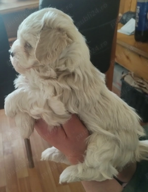 Bichon alb-crem băiețel, 7 săptămâni, caută căsuță.  - imagine 4