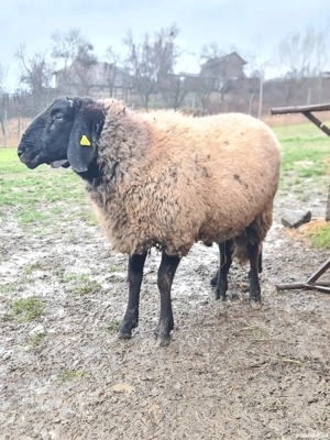 Vând berbec carabaș reproducere - imagine 7