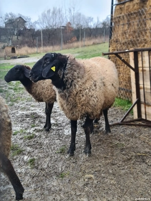 Vând berbec carabaș reproducere - imagine 4