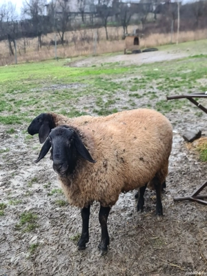 Vând berbec carabaș reproducere - imagine 3