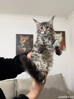 Maine coon pisoiasi carnet si vaccin - imagine 2