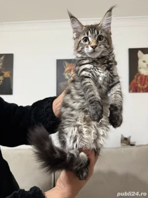 Maine coon pisoiasi carnet si vaccin - imagine 5