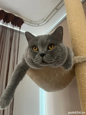 british shorthair motan - imagine 3