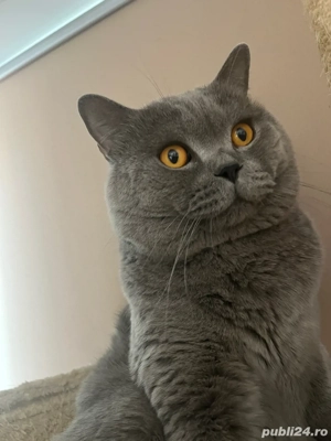 british shorthair motan - imagine 2