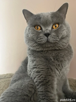 british shorthair motan - imagine 4