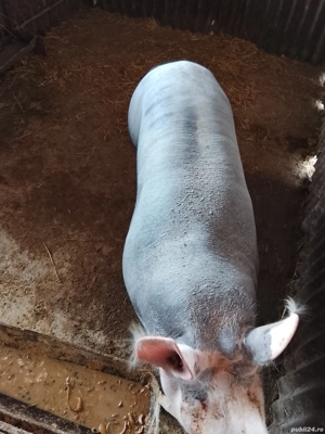  porc pietrean  - imagine 4