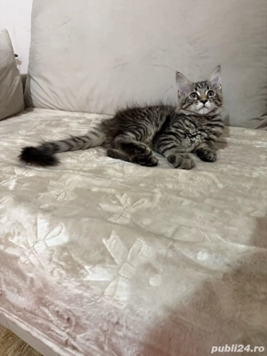 Maine coon pui superbi  - imagine 2