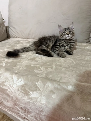 Maine coon pui superbi  - imagine 4
