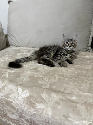 Maine coon pui superbi  - imagine 3