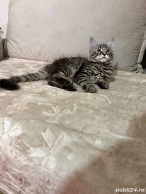 Maine coon pui superbi 