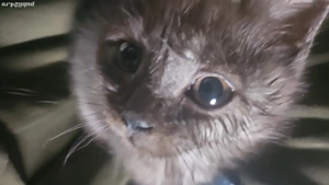 british  tigru(gri cu dungi negr