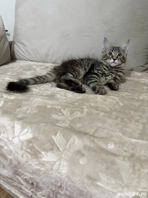 Maine coon pui superbi  - imagine 5