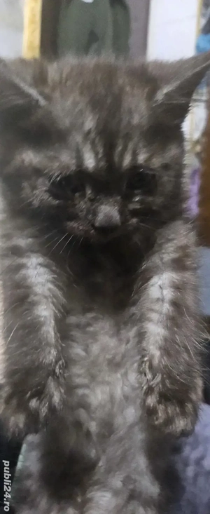 british  tigru(gri cu dungi negr - imagine 2