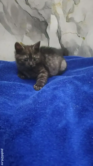 british  tigru(gri cu dungi negr - imagine 3