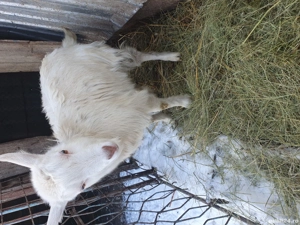 Vand iada de sub capra bună de lapte 