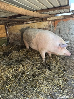 Vand scroafa  - imagine 2