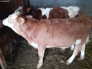 vând doi taurasii  - imagine 2