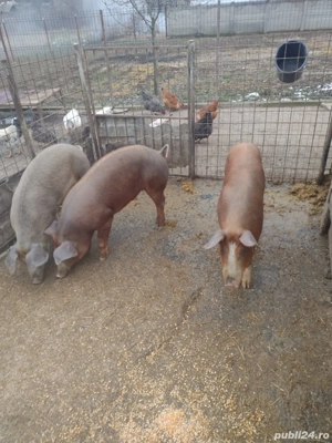 Vand porci rasa Duroc