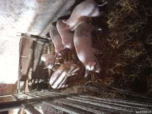 vand purcei - imagine 3