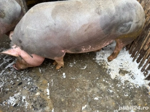 vand porci - imagine 2