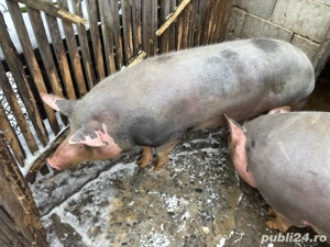 vand porci - imagine 4