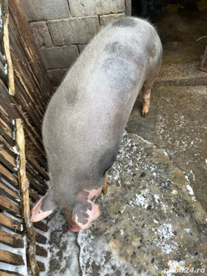 vand porci - imagine 5