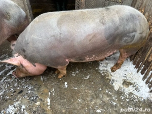 vand porci - imagine 3