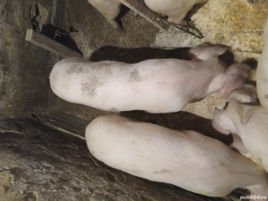 Vând purcei  - imagine 2