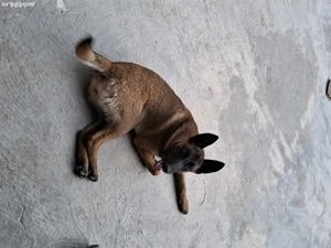 Vând câine ciobănesc belgian malinois