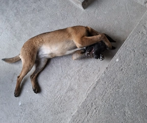 Vând câine ciobănesc belgian malinois - imagine 3