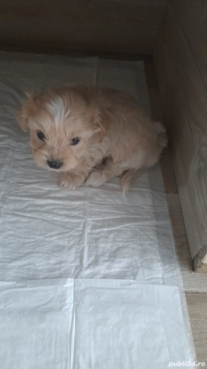 Căței Shih-tzu de vânzare  - imagine 5