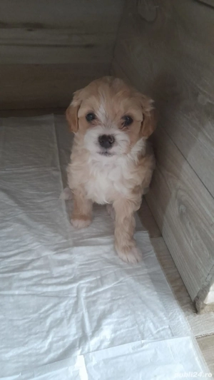 Căței Shih-tzu de vânzare  - imagine 3