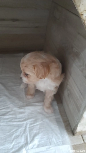 Căței Shih-tzu de vânzare  - imagine 4