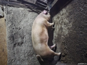 Un porc si o purcea ,, duroc  - imagine 2