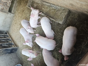 vand grasuni 12 saptamani  - imagine 3