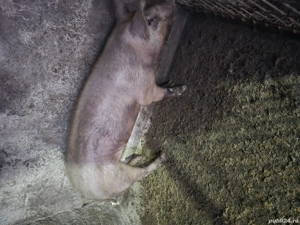 Un porc si o purcea ,, duroc  - imagine 4