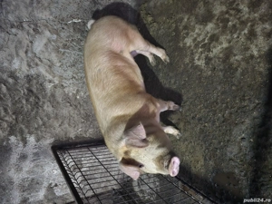 Un porc si o purcea ,, duroc  - imagine 5