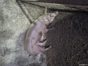 Un porc si o purcea ,, duroc  - imagine 3