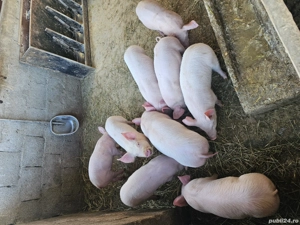 vand grasuni 12 saptamani  - imagine 2