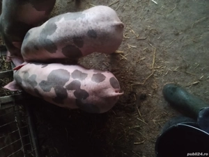 Două purcele de vânzare în Vrancea comuna obrejita  - imagine 2