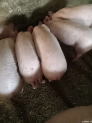 Porci purcei - imagine 4