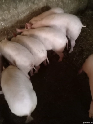 Porci purcei - imagine 5
