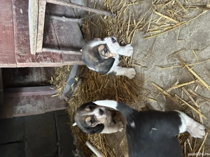 Disponibil un mascul și o fetiță 