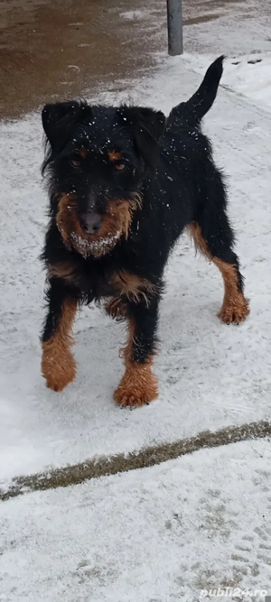 Femelă jard terrier  - imagine 2