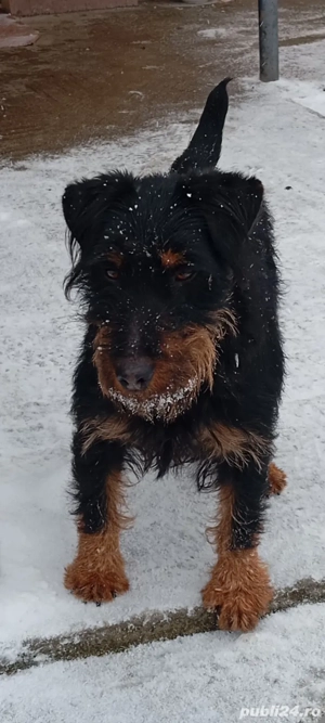 Femelă jard terrier  - imagine 4