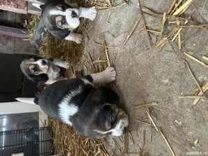 Disponibil un mascul și o fetiță  - imagine 2