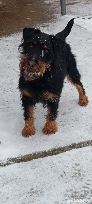 Femelă jard terrier  - imagine 3