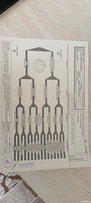 Femelă jard terrier  - imagine 5