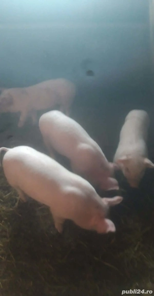 Purcei de vanzare - imagine 2