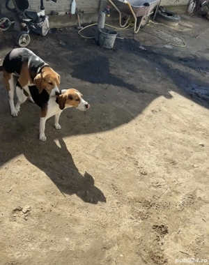 Disponibil un mascul și o fetiță  - imagine 3